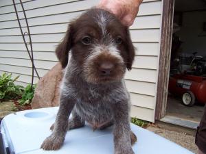 Wirehairpointinggriffons